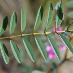 Indigofera australis subsp. australis at Acton, ACT - 17 Sep 2020