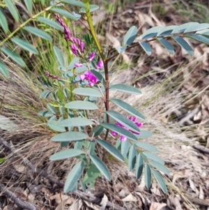 Indigofera australis subsp. australis at Acton, ACT - 17 Sep 2020