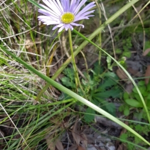 Brachyscome spathulata at Black Mountain - 17 Sep 2020