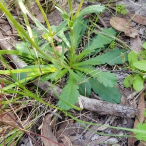 Brachyscome spathulata at Black Mountain - 17 Sep 2020