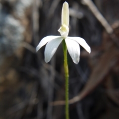 Caladenia fuscata (Dusky Fingers) at Black Mountain - 17 Sep 2020 by ClubFED