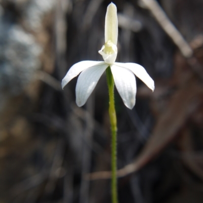 Caladenia fuscata (Dusky Fingers) at Downer, ACT - 17 Sep 2020 by ClubFED