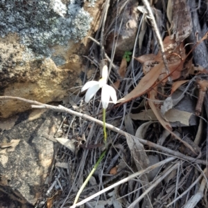 Caladenia fuscata at Downer, ACT - 17 Sep 2020