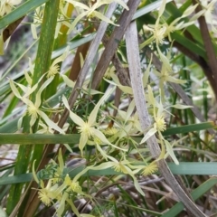 Clematis leptophylla (Small-leaf Clematis, Old Man's Beard) at Acton, ACT - 17 Sep 2020 by ClubFED