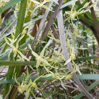 Clematis leptophylla (Small-leaf Clematis, Old Man's Beard) at Point 5438 - 17 Sep 2020 by ClubFED