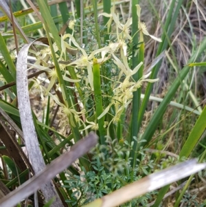 Clematis leptophylla at Acton, ACT - 17 Sep 2020