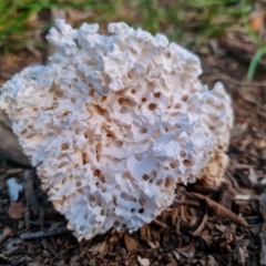 Laetiporus portentosus (White Punk) at Mount Majura - 17 Sep 2020 by sbittinger