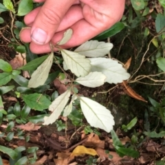 Fieldia australis at Budderoo, NSW - 17 Sep 2020 05:25 AM