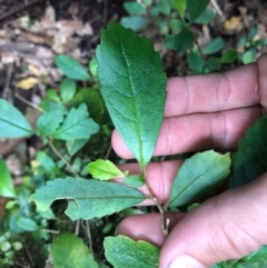 Fieldia australis at Budderoo, NSW - 17 Sep 2020 05:25 AM