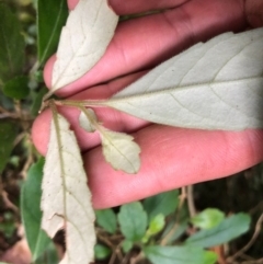 Fieldia australis at Budderoo, NSW - 17 Sep 2020