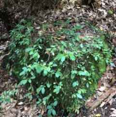 Fieldia australis at Budderoo, NSW - 17 Sep 2020 05:25 AM