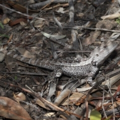 Amphibolurus muricatus (Jacky Lizard) at Acton, ACT - 11 Sep 2020 by TimL