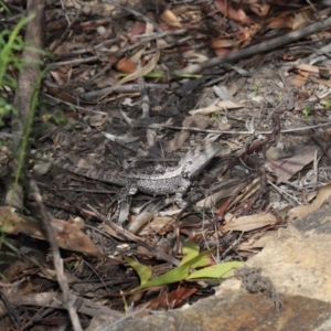 Amphibolurus muricatus at Acton, ACT - 11 Sep 2020