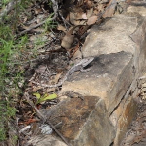 Amphibolurus muricatus at Acton, ACT - 11 Sep 2020
