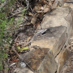 Amphibolurus muricatus at Acton, ACT - 11 Sep 2020