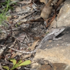 Amphibolurus muricatus at Acton, ACT - 11 Sep 2020 12:29 PM