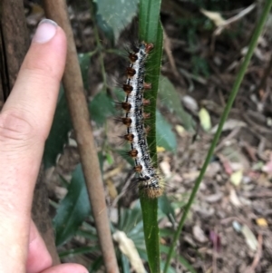 Aglaosoma variegata at Wattamolla, NSW - 17 Sep 2020