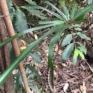 Aglaosoma variegata at Wattamolla, NSW - 17 Sep 2020