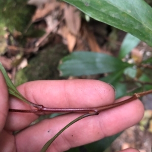 Stenocarpus salignus at Budderoo, NSW - 17 Sep 2020