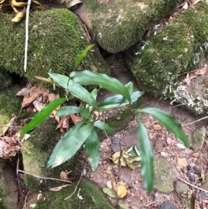 Stenocarpus salignus at Budderoo, NSW - 17 Sep 2020