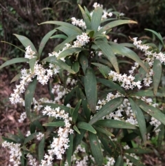 Leucopogon affinis (Lance Beard-heath) at Budderoo National Park - 16 Sep 2020 by WattaWanderer