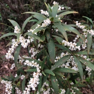 Leucopogon affinis at Wattamolla, NSW - 17 Sep 2020