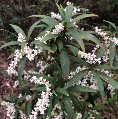 Leucopogon affinis (Lance Beard-heath) at Wattamolla, NSW - 17 Sep 2020 by WattaWanderer