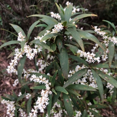 Leucopogon affinis (Lance Beard-heath) at Budderoo National Park - 16 Sep 2020 by WattaWanderer