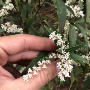 Leucopogon affinis at Wattamolla, NSW - 17 Sep 2020