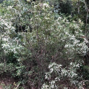 Leucopogon affinis at Wattamolla, NSW - 17 Sep 2020