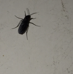 Unverified Insect at Aranda, ACT - 17 Sep 2020 by Jubeyjubes