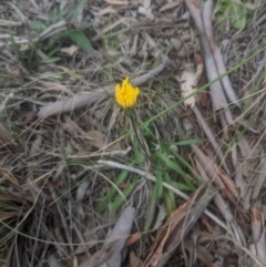 Microseris walteri (Yam Daisy, Murnong) at Lake George, NSW - 18 Sep 2020 by MPennay