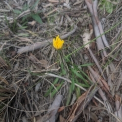 Microseris walteri (Yam Daisy, Murnong) at Lake George, NSW - 17 Sep 2020 by MPennay