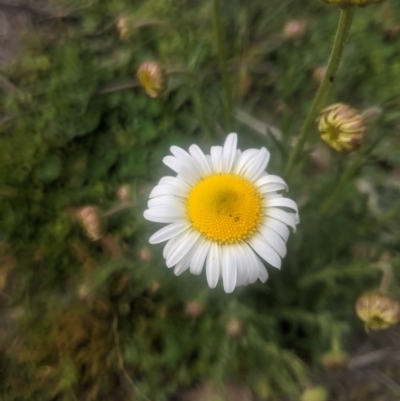 Brachyscome diversifolia var. diversifolia (Large-headed Daisy) at Lake George, NSW - 17 Sep 2020 by MPennay