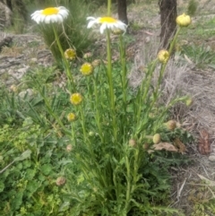 Brachyscome diversifolia var. diversifolia at Lake George, NSW - 18 Sep 2020