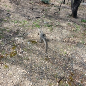 Varanus rosenbergi at Tennent, ACT - 17 Sep 2020