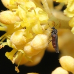 Sciaridae sp. (family) (Black fungus gnat) at ANBG - 10 Sep 2020 by TimL