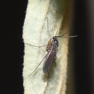 Sciaridae sp. (family) at Acton, ACT - 10 Sep 2020