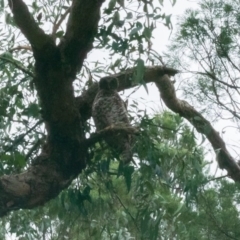 Ninox strenua (Powerful Owl) at Molonglo Gorge - 13 Sep 2020 by SThompson