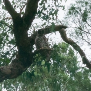 Ninox strenua at Oaks Estate, ACT - 13 Sep 2020