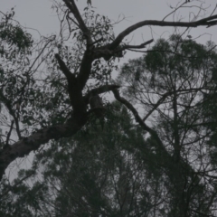 Ninox strenua at Oaks Estate, ACT - suppressed