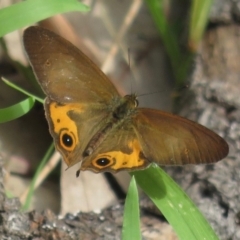Hypocysta metirius (Brown Ringlet) at Surfside, NSW - 17 Sep 2020 by RobParnell