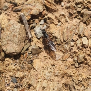 Formicidae (family) at Karabar, NSW - 6 Sep 2020