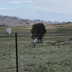 Coracina novaehollandiae (Black-faced Cuckooshrike) at Queanbeyan Nature Reserve - 16 Sep 2020 by Speedsta