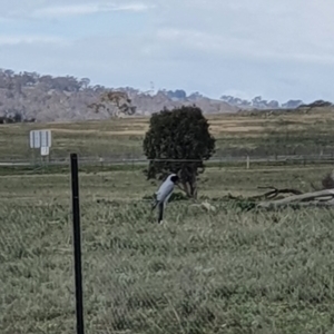 Coracina novaehollandiae at Jerrabomberra, NSW - 17 Sep 2020