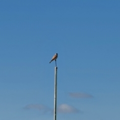 Falco cenchroides (Nankeen Kestrel) at Jerrabomberra, NSW - 15 Sep 2020 by Speedsta