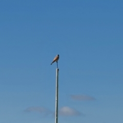 Falco cenchroides (Nankeen Kestrel) at Queanbeyan Nature Reserve - 14 Sep 2020 by Speedsta