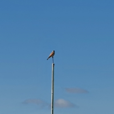 Falco cenchroides (Nankeen Kestrel) at Queanbeyan Nature Reserve - 14 Sep 2020 by Speedsta