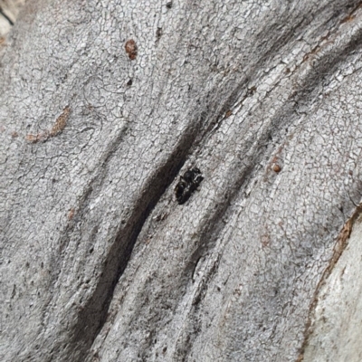 Mutillidae (family) (Unidentified Mutillid wasp or velvet ant) at QPRC LGA - 6 Sep 2020 by Speedsta