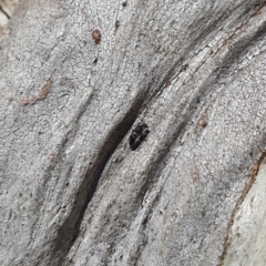 Mutillidae (family) (Unidentified 'velvet ant') at Karabar, NSW - 6 Sep 2020 by Speedsta